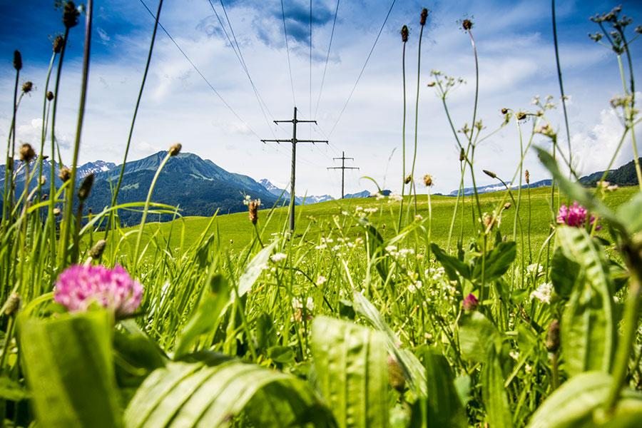 Dekoratives Bild Dekoratives Bild